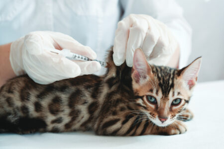 The vet gives an injection to the kitten. Subcutaneous injection. Treatment, vaccination.
